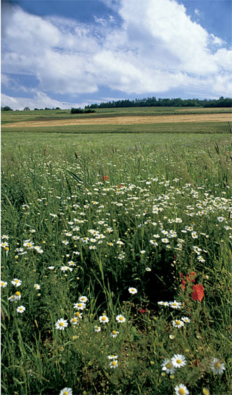 Active Image