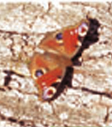 Active Image